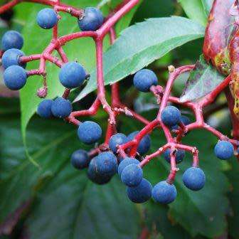 Parthenocissus quinquefolia - 5 Seed Pack - Exotic Perennial Climber -Combined Global Shipping