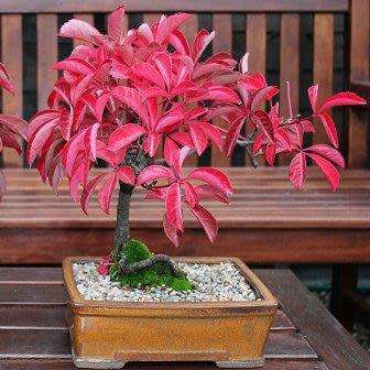 Parthenocissus quinquefolia - 5 Seed Pack - Bonsai Climber -Combined Global Shipping