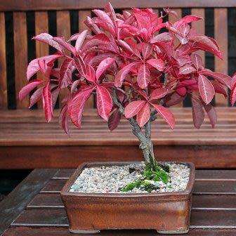 Parthenocissus quinquefolia - 5 Seed Pack - Bonsai Climber -Combined Global Shipping