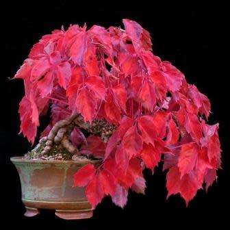 Parthenocissus quinquefolia - 5 Seed Pack - Bonsai Climber -Combined Global Shipping