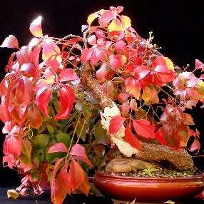 Parthenocissus quinquefolia - 5 Seed Pack - Bonsai Climber -Combined Global Shipping