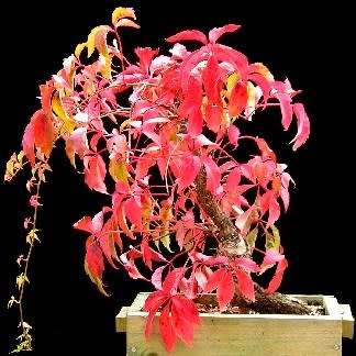 Parthenocissus quinquefolia - 5 Seed Pack - Bonsai Climber -Combined Global Shipping