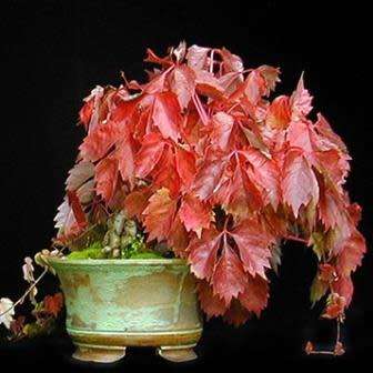 Parthenocissus quinquefolia - 5 Seed Pack - Bonsai Climber -Combined Global Shipping