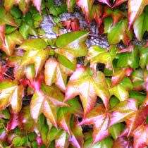 Parthenocissus tricuspidata var. veitchii - 5 Seed Pack - Bonsai Climber -Combined Shipping