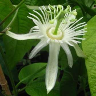 Passiflora capsularis - Red Granadilla - 5 Seed Pack - Exotic Perennial Climber Vine