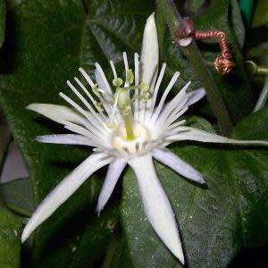 Passiflora capsularis - Red Granadilla - 5 Seed Pack - Exotic Perennial Climber Vine