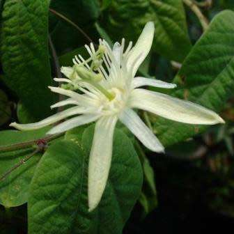 Passiflora capsularis - Red Granadilla - 5 Seed Pack - Exotic Perennial Climber Vine