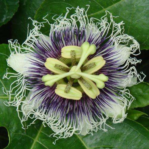 Passiflora edulis f. flavicarpa - Passion Flower Golden Granadilla - 5 Seed Pack - Edible Fruit