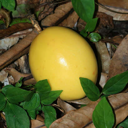 Passiflora edulis f. flavicarpa - Passion Flower Golden Granadilla - 5 Seed Pack - Edible Fruit