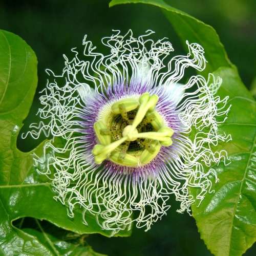 Passiflora edulis f. edulis - Passion Flower Purple Granadilla - 6 Seed Pack - Edible Fruit - New