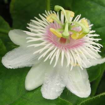 Passiflora foetida - 5 Seed Pack - Bush Passion Fruit - Edible Fruit - Exotic Perennial Vine