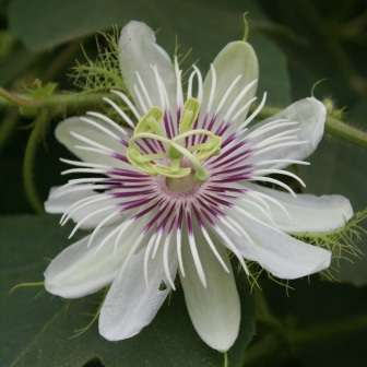 Passiflora foetida - 5 Seed Pack - Bush Passion Fruit - Edible Fruit - Exotic Perennial Vine