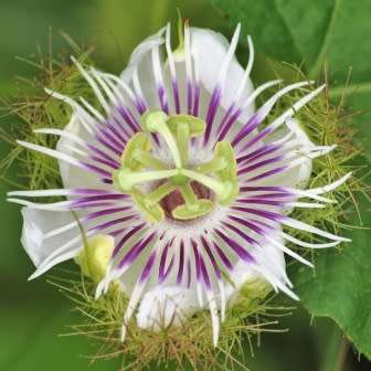 Passiflora foetida - 5 Seed Pack - Bush Passion Fruit - Edible Fruit - Exotic Perennial Vine