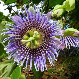 Passiflora ligularis - Passion Flower Sweet Granadilla - 5 Seed Pack - Edible Fruit