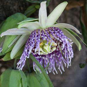 Passiflora ligularis - Passion Flower Sweet Granadilla - 5 Seed Pack - Edible Fruit