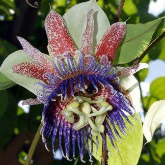 Passiflora maliformis - Wild Purple Passionfruit Granadilla - 5 Seed Pack - Edible Fruit