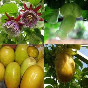 Passiflora quadrangularis - Giant Granadilla Seeds - Edible Fruit - Vine - Global Shipping
