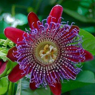 Passiflora quadrangularis - Giant Granadilla Seeds - Edible Fruit - Vine - Global Shipping