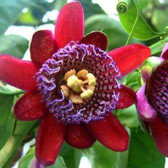 Passiflora quadrangularis - Giant Granadilla Seeds - Edible Fruit - Vine - Global Shipping