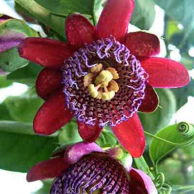 Passiflora quadrangularis - Giant Granadilla Seeds - Edible Fruit - Vine - Global Shipping