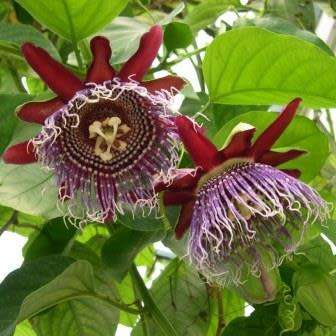 Passiflora quadrangularis - Giant Granadilla Seeds - Edible Fruit - Vine - Global Shipping