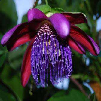 Passiflora quadrangularis - Giant Granadilla Seeds - Edible Fruit - Vine - Global Shipping
