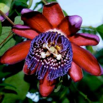 Passiflora quadrangularis - Giant Granadilla Seeds - Edible Fruit - Vine - Global Shipping