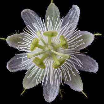 Passiflora subpeltata - 5 Seed Pack - Edible Fruit - Exotic Perennial Vine - Combined Shipping