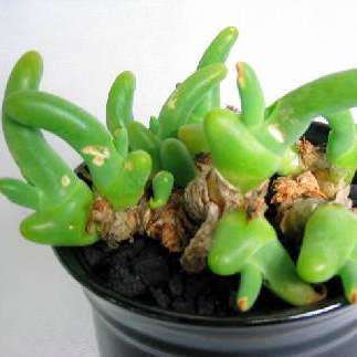Phyllobolus digitatus, Dactylopsis digitata -5 Seed Pack- Indigenous Succulent -Flat Ship Rate- New