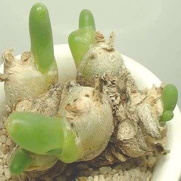 Phyllobolus digitatus, Dactylopsis digitata -5 Seed Pack- Indigenous Succulent -Flat Ship Rate- New