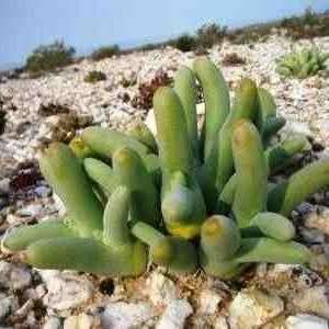 Phyllobolus digitatus, Dactylopsis digitata -5 Seed Pack- Indigenous Succulent -Flat Ship Rate- New