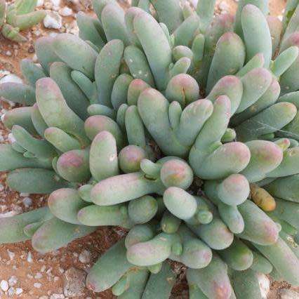 Phyllobolus digitatus, Dactylopsis digitata -5 Seed Pack- Indigenous Succulent -Flat Ship Rate- New