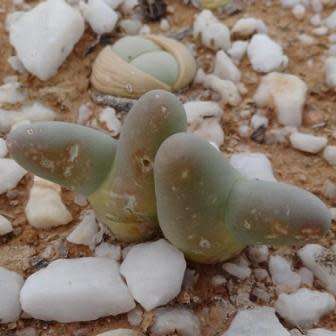 Phyllobolus digitatus, Dactylopsis digitata -5 Seed Pack- Indigenous Succulent -Flat Ship Rate- New