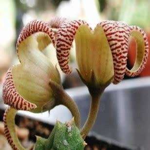 Piaranthus punctatus Seeds - South African Indigenous Succulent Stapeliad - Flat Ship Rate