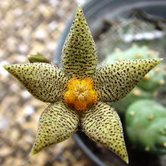 Piaranthus punctatus Seeds - South African Indigenous Succulent Stapeliad - Flat Ship Rate