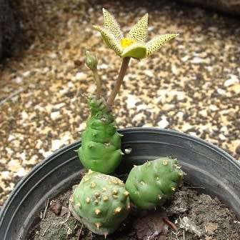 Piaranthus punctatus Seeds - South African Indigenous Succulent Stapeliad - Flat Ship Rate