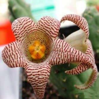 Piaranthus punctatus Seeds - South African Indigenous Succulent Stapeliad - Flat Ship Rate
