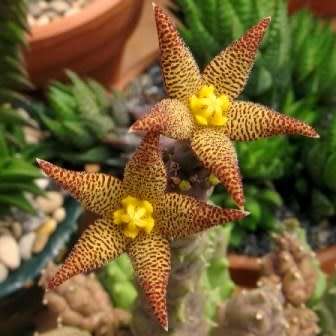 Piaranthus punctatus Seeds - South African Indigenous Succulent Stapeliad - Flat Ship Rate