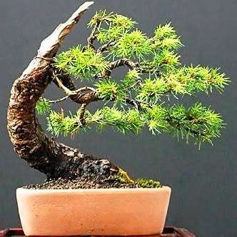 Picea jezoensis - Jezo Spruce Bonsai Seeds + FREE Gifts Seeds + Bonsai eBook - Combined Shipping