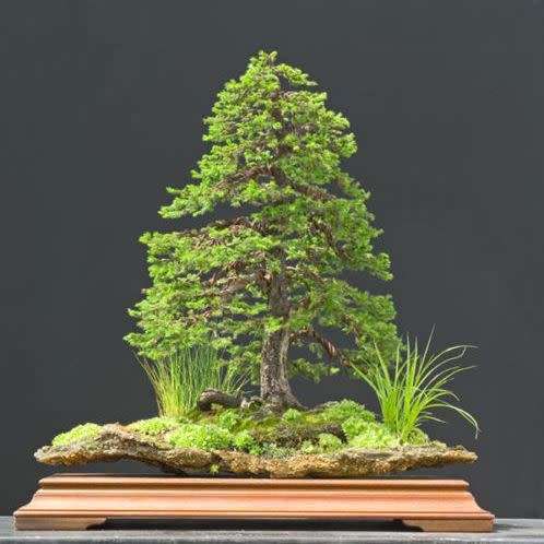Picea jezoensis - Jezo Spruce Bonsai Seeds + FREE Gifts Seeds + Bonsai eBook - Combined Shipping
