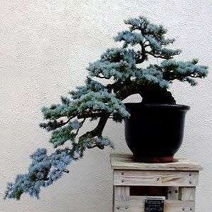 Picea pungens glauca - Colorado Blue Spruce Bonsai Seeds + FREE Gifts Seeds + Bonsai eBook