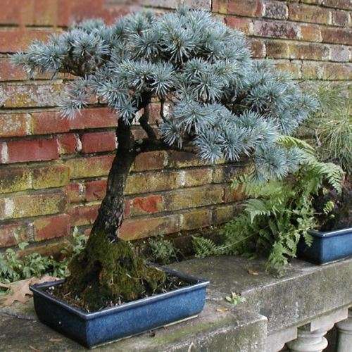 Picea pungens glauca - Colorado Blue Spruce Bonsai Seeds + FREE Gifts Seeds + Bonsai eBook