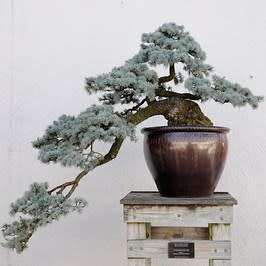 Picea pungens glauca - Colorado Blue Spruce Bonsai Seeds + FREE Gifts Seeds + Bonsai eBook