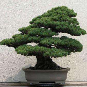 Pinus armandii - Chinese White Pine Bonsai Seeds + FREE Gifts Seeds + Bonsai eBook