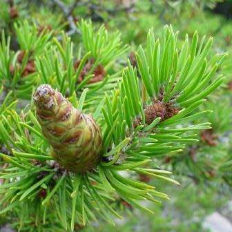 Pinus banksiana Seeds - Jack Pine Tree or Shrub - Combined Worldwide Shipping