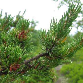 Pinus banksiana Seeds - Jack Pine Tree or Shrub - Combined Worldwide Shipping