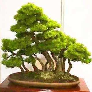 Pinus densiflora - Korean Red Pine Bonsai - 5 Seeds + FREE Gifts Seeds + Bonsai eBook