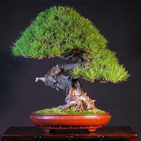 Pinus densiflora - Korean Red Pine Bonsai - 5 Seeds + FREE Gifts Seeds + Bonsai eBook