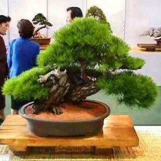 Pinus densiflora - Korean Red Pine Bonsai - 5 Seeds + FREE Gifts Seeds + Bonsai eBook