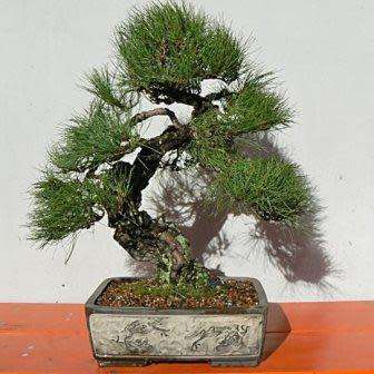 Pinus densiflora - Korean Red Pine Bonsai - 5 Seeds + FREE Gifts Seeds + Bonsai eBook
